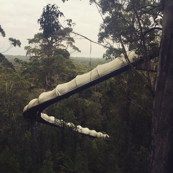 Forest adventures. Forest adventures