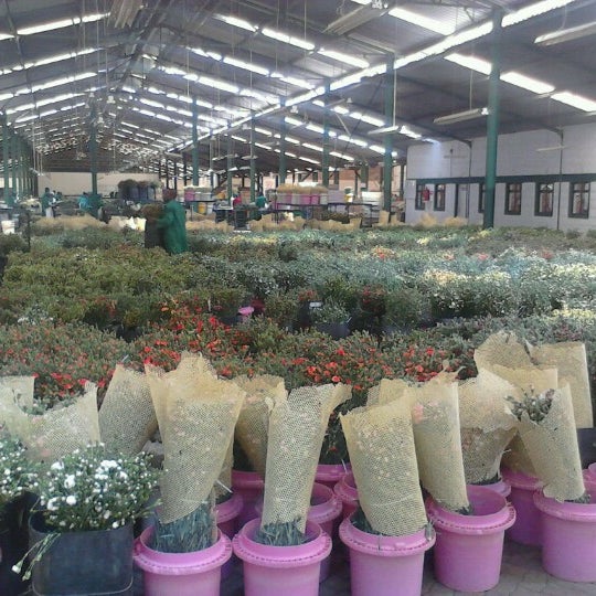List Of Flower Farms In Naivasha Best Flower Site