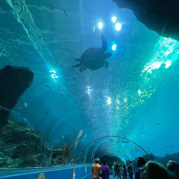 Снимок сделан в Georgia Aquarium пользователем Vinh 2/27/2024