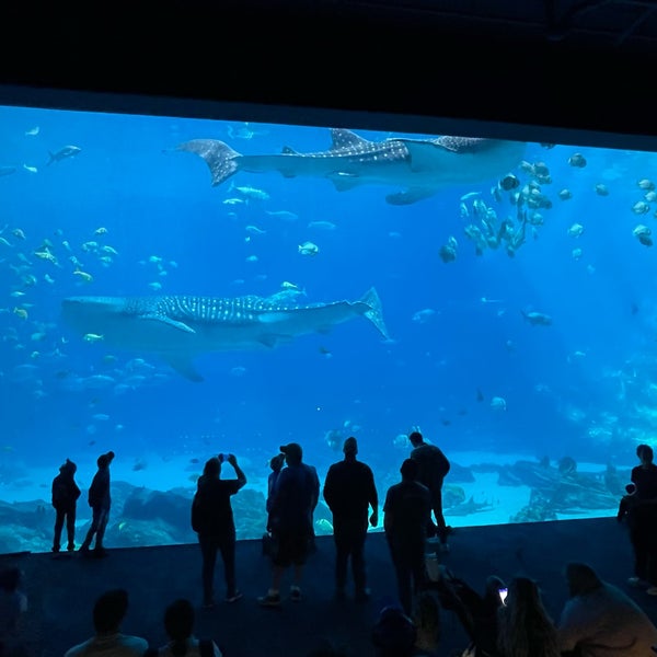 Photo taken at Georgia Aquarium by Vinh on 2/27/2024