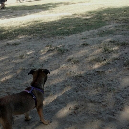 Woodward Park Dog Park Fresno'da Köpek Parkı'da fotoğraflar