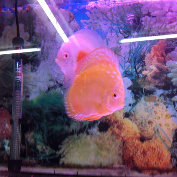 Rampai Pet Shop Sri Rampai Kuala Lumpur Kuala Lumpur