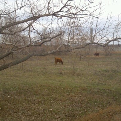 Конезавод имени буденного карта