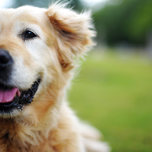 Armstrong Veterinary Hospital Baton Rouge, LA