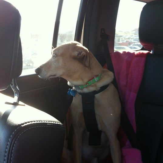 Petco Pet Supplies Store in Boardman