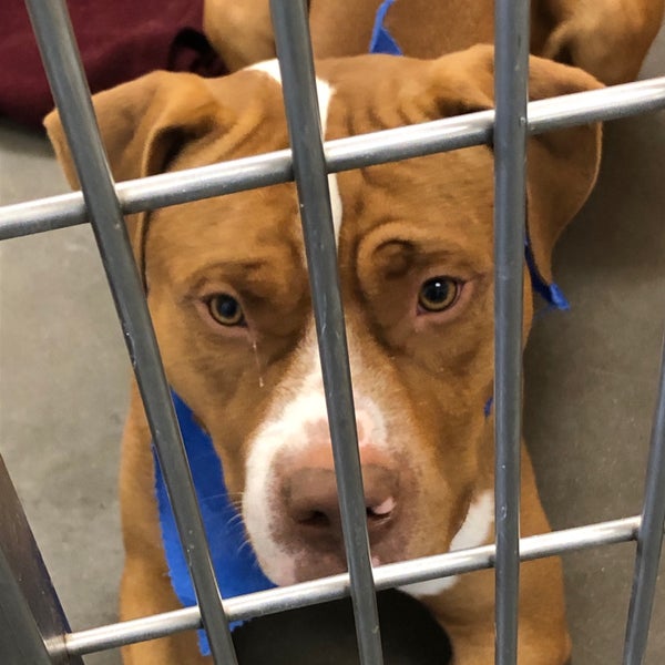 29 Top Pictures Pet Adoption Centers Pittsburgh Pa / Paart Pittsburgh Aviation Animal Rescue Team