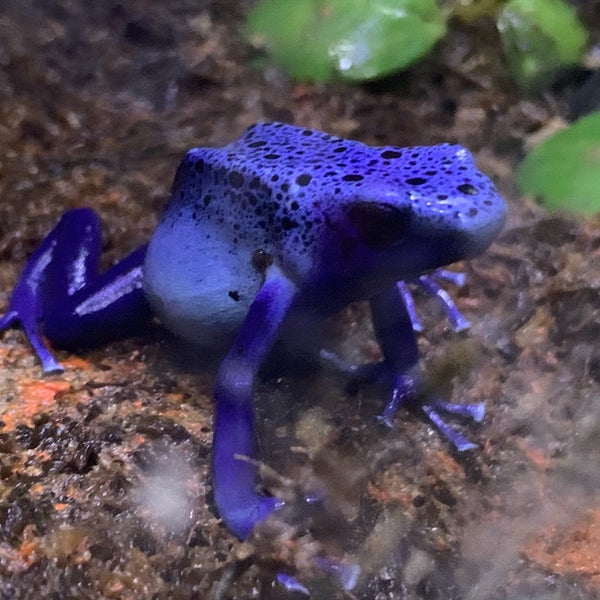 Foto diambil di SEA LIFE Minnesota Aquarium oleh H. G. pada 9/15/2019