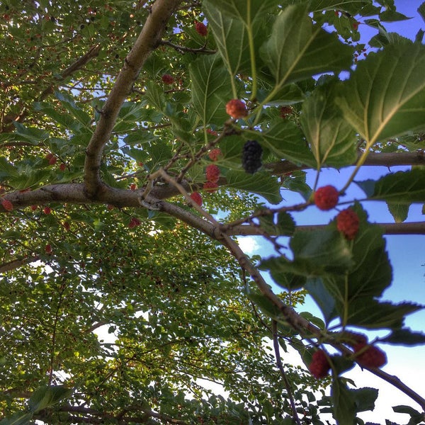 Rainey Park Dog Run Astoria 1 tip