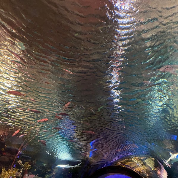 Foto tirada no(a) New York Aquarium por Dan D. em 8/27/2022