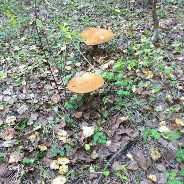 Нижнеисетский лесопарк екатеринбург карта