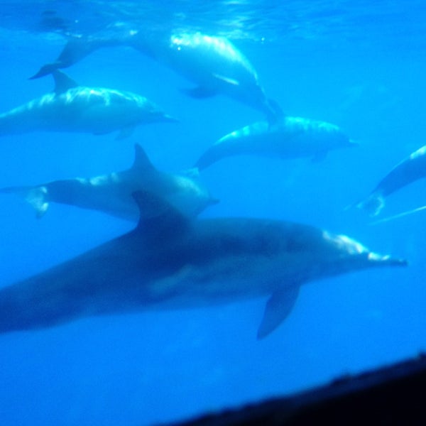 Foto scattata a Capt. Dave&#39;s Dana Point Dolphin &amp; Whale Watching Safari da Guido S. il 6/17/2014