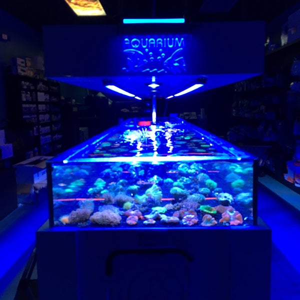 neptunes aquariums neptunes aquariums