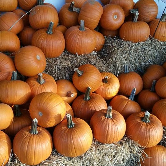 Pesche’s Flowers Des Plaines, IL