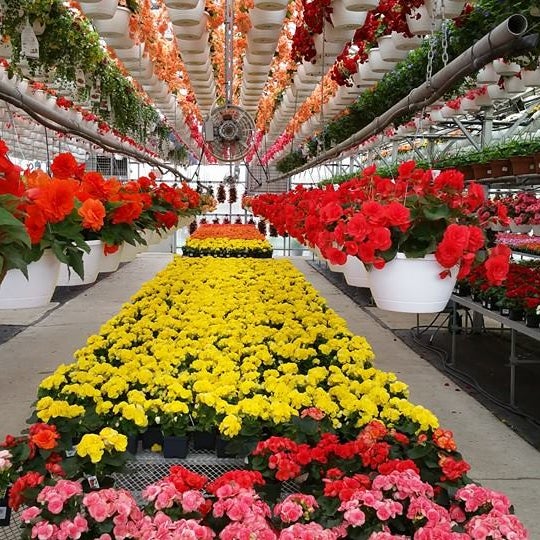 Pesche’s Flowers Des Plaines, IL