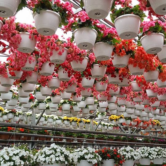 Pesche’s Flowers Des Plaines, IL