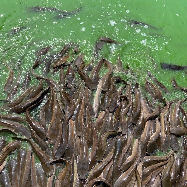 Crocodile Farm Tuaran Jalan Sulaman
