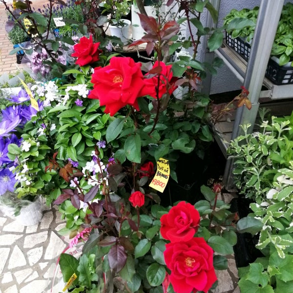 Photos At Flower Market 花市場 青山店 青山 東京 東京都