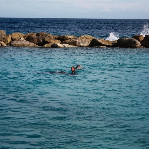 10/5/2011 tarihinde Luigi D.ziyaretçi tarafından Dolphin Academy'de çekilen fotoğraf