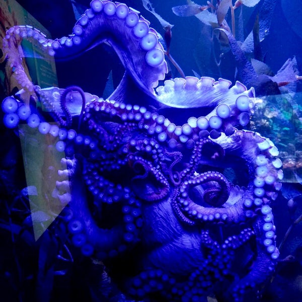 Photo taken at Ripley&#39;s Aquarium by Ashley G. on 3/10/2019