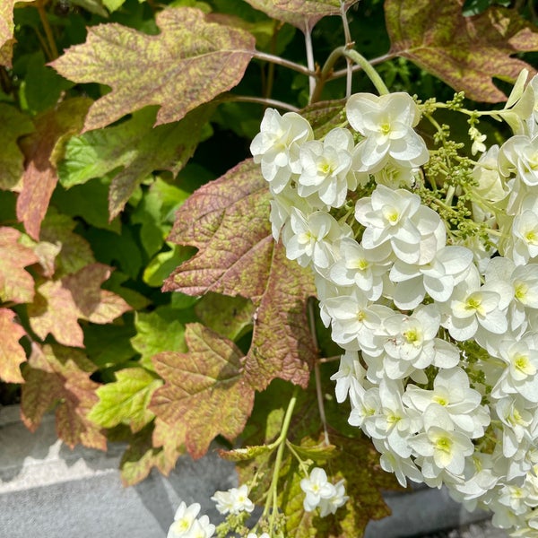 Photos At Share Green Minami Aoyama 青山 東京 東京都