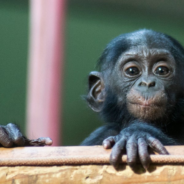 Besuchen Sie unser Baby-Bonobo "Leki" im Menschenaffenhaus.