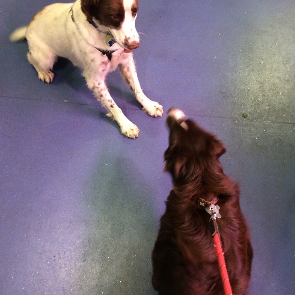 Pets at Home Kidderminster, Worcestershire