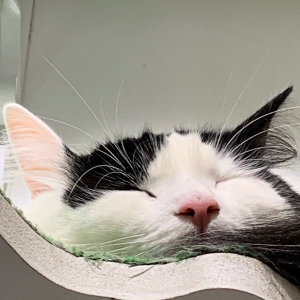 3/8/2019 tarihinde Daniil B.ziyaretçi tarafından Lady Dinah&#39;s Cat Emporium'de çekilen fotoğraf