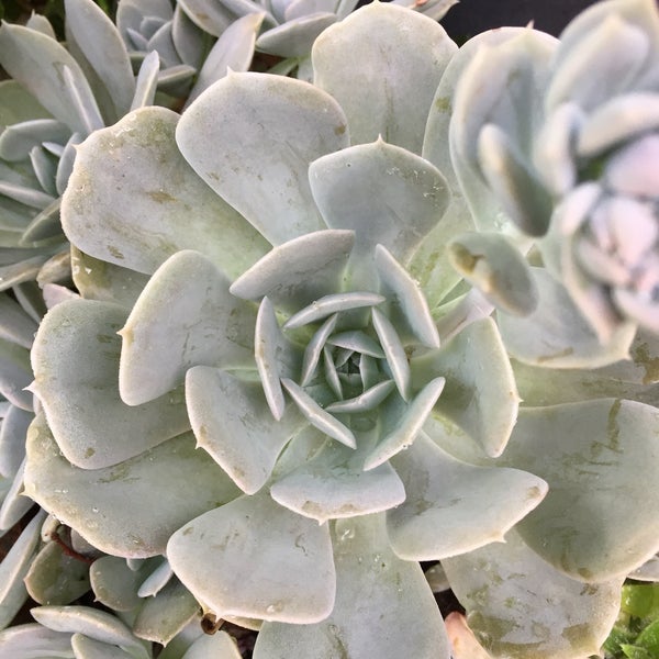Love the succulents!