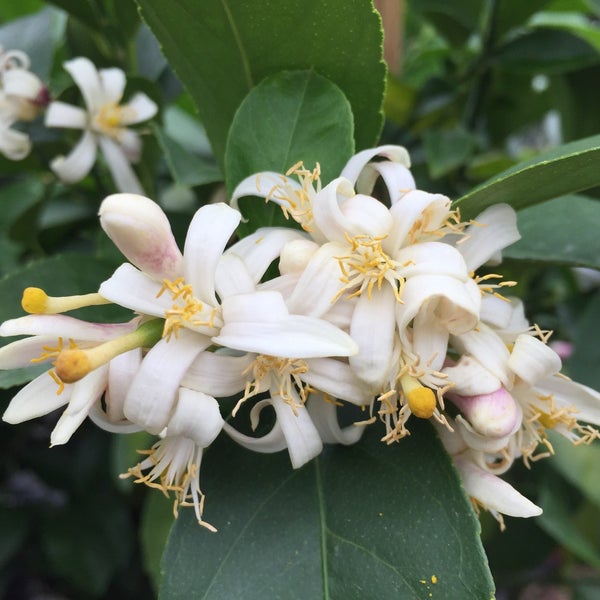 The citrus are blooming!