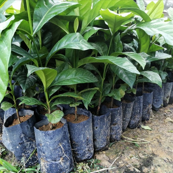 Melur Com Nursery 1 Tip