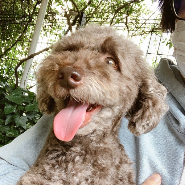 手塚動物病院 Veterinarian