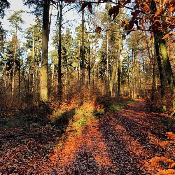 Latino Haengetitten Wald Lutschen