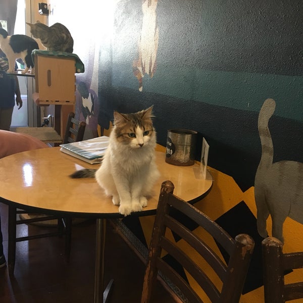 Das Foto wurde bei The Cat Cafe von Anna am 10/19/2018 aufgenommen