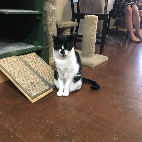 10/19/2018にAnnaがThe Cat Cafeで撮った写真