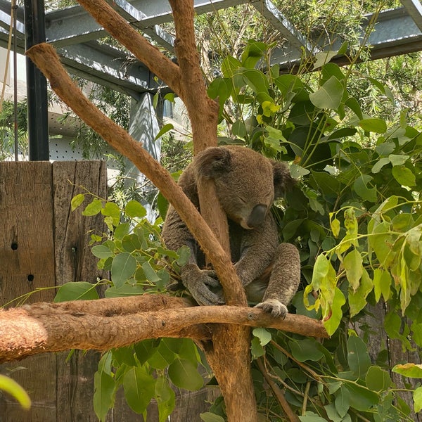 Foto diambil di Taronga Zoo oleh 番茄 小. pada 1/24/2024