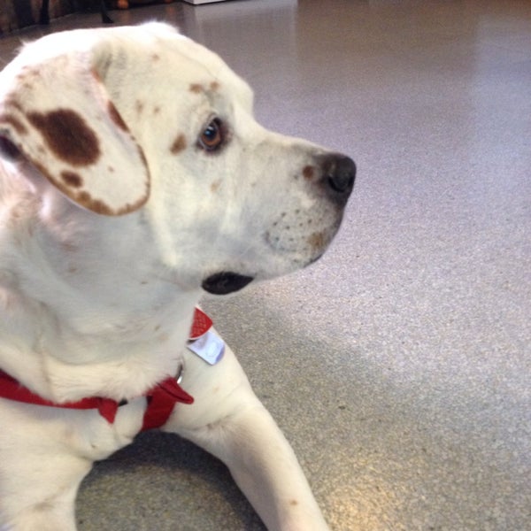 All Creatures Care Cottage Veterinary Hospital Pet Service