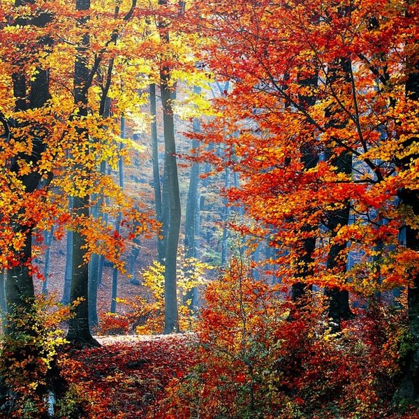 Albert C Keppel Forest Preserve Holland, MI