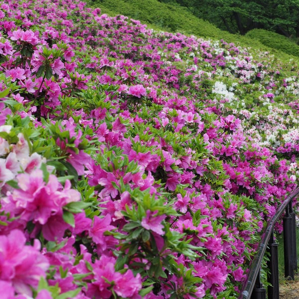 水道 つつじ 公園