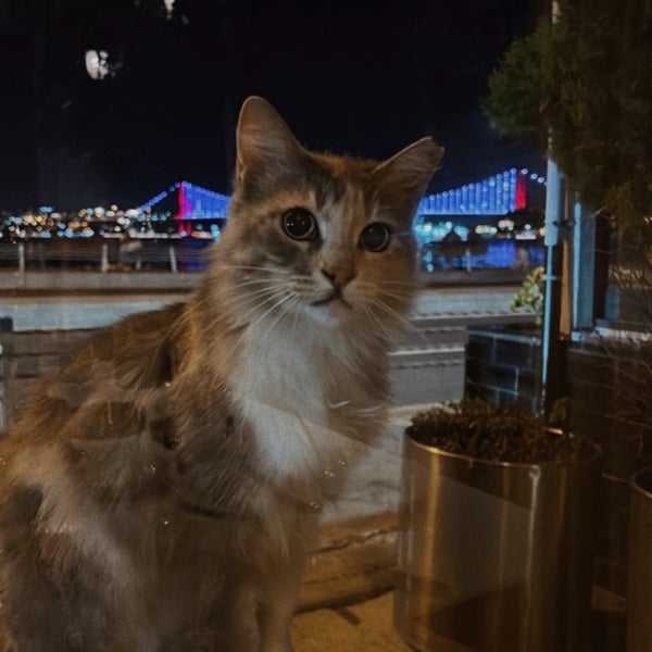 10/13/2022 tarihinde E Ö.ziyaretçi tarafından Mira Balık'de çekilen fotoğraf