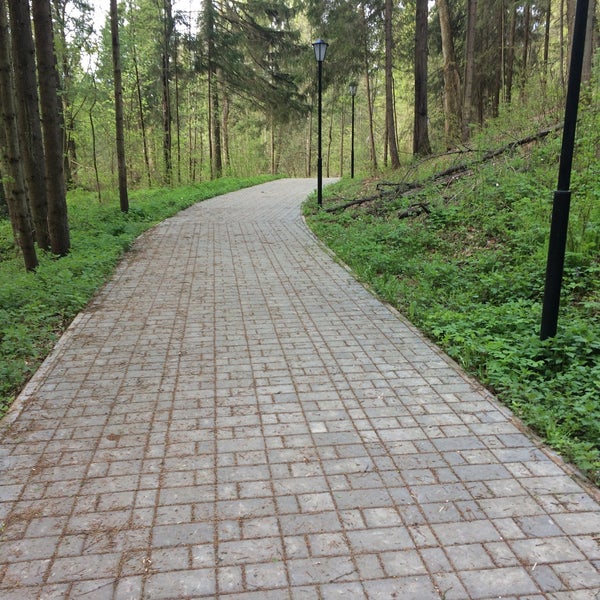 лес в хотьково. острог двоку. абрамцевский лес. хотьково природа. хотьково лесная.