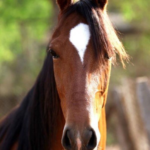 Моя лошадь самая. Конь и лошадь. Самая милая лошадь в мире настоящая. Фотограф лошадей самый известный. Редкие лошади.