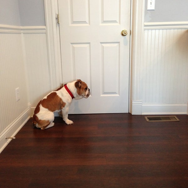 Photos At Cottage Animal Clinic Of Carmel 420 N Rangeline Rd