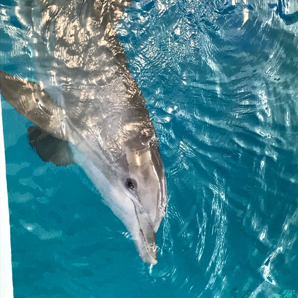 Снимок сделан в Clearwater Marine Aquarium пользователем Biz T. 12/24/2017