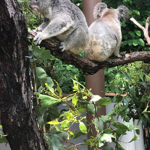 รูปภาพถ่ายที่ Kuranda Koala Gardens โดย Eda O. เมื่อ 3/2/2018