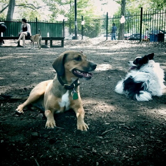 McCarren Dog Park Williamsburg Brooklyn, NY
