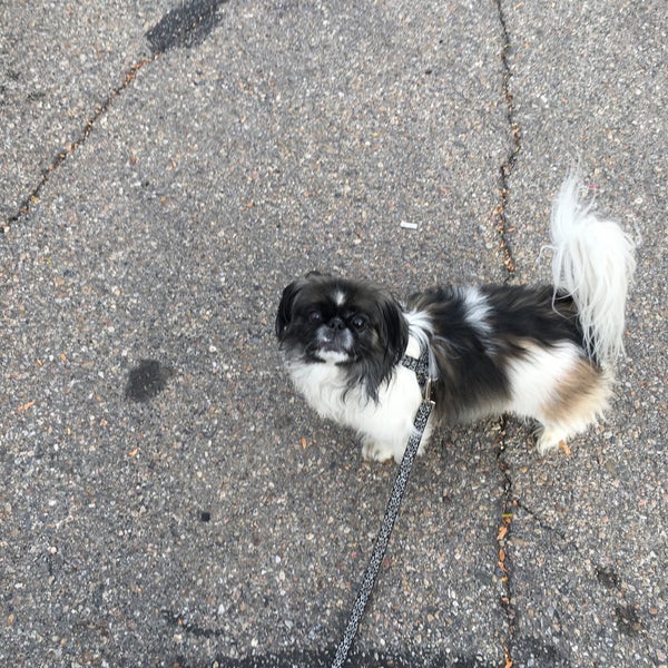 vca anderson animal hospital