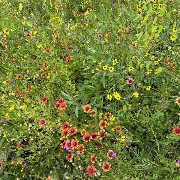 Photo taken at Desert Botanical Garden by Karen K. on 10/8/2023