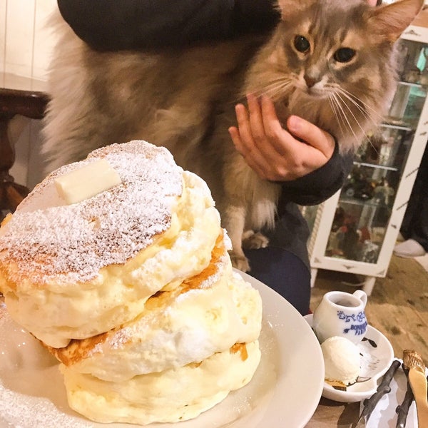 猫カフェ 猫音 にゃおん Osakaのペットカフェ