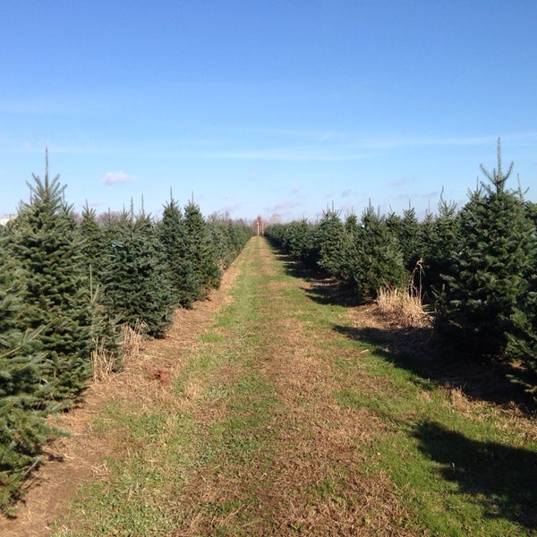 Carl And Dorothy Young S Christmas Tree Farm Yellow Springs Oh