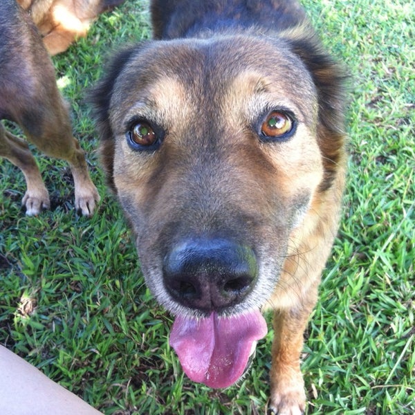 Hawaii Island Humane Society Keaau Shelter & Dogpark Kea‘au, HI